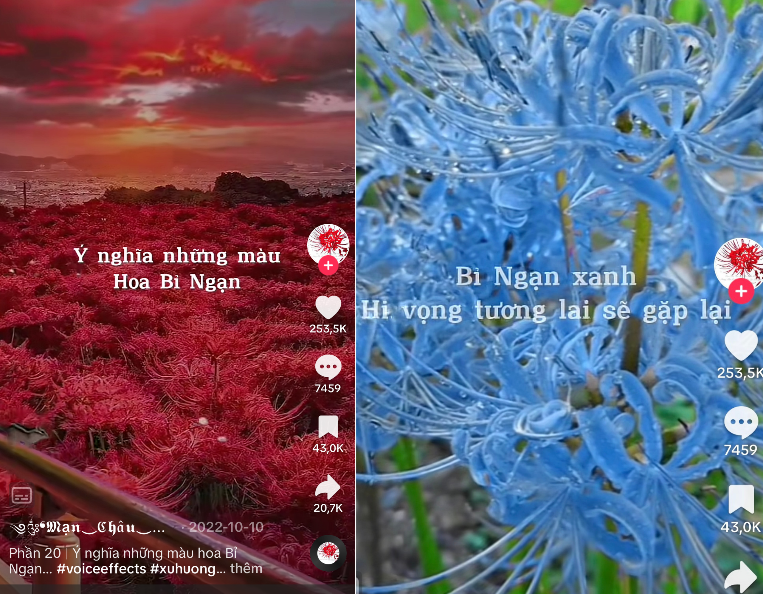Hoa bỉ ngạn đỏ Lycoris radiata nở rực rỡ