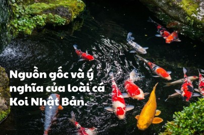 Ý Nghĩa Cá Koi: Biểu Tượng Kiên Trì, May Mắn Và Thịnh Vượng Trong Phong Thủy 1 nguon goc va y nghia ca koi nhat ban