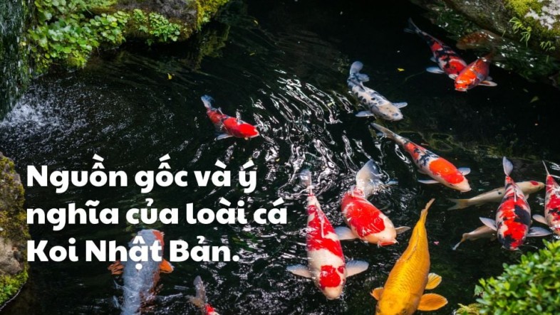 Ý Nghĩa Cá Koi: Biểu Tượng Kiên Trì, May Mắn Và Thịnh Vượng Trong Phong Thủy 1 nguon goc va y nghia ca koi nhat ban