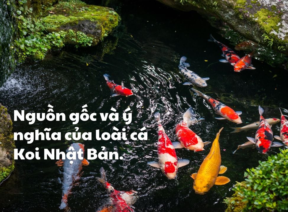 Ý Nghĩa Cá Koi: Biểu Tượng Kiên Trì, May Mắn Và Thịnh Vượng Trong Phong Thủy 1 nguon goc va y nghia ca koi nhat ban