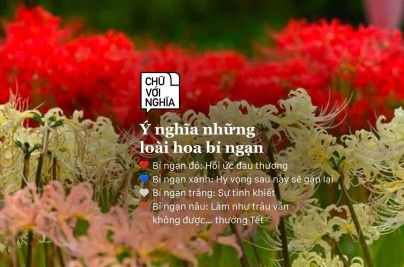 Ý Nghĩa Của Hoa Bỉ Ngạn: Truyền Thuyết, Tình Yêu & Luân Hồi 240124