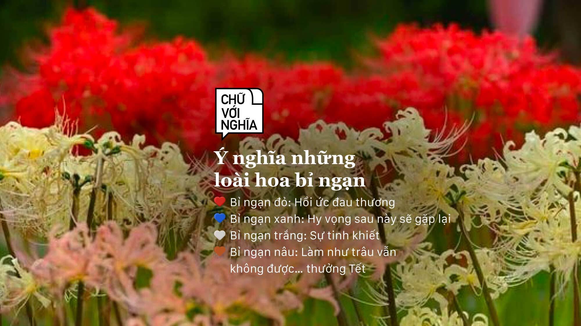 Ý Nghĩa Của Hoa Bỉ Ngạn: Truyền Thuyết, Tình Yêu & Luân Hồi 240124